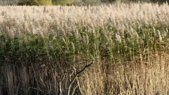 Relaxing White Noise for Sleep - Long Grass Blowing In Wind - 12 Hours Of Sounds смотреть онлайн