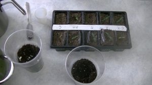 Сеянцы томатов: полив и рассадка. Эксперимент: цеолит или биокремний?