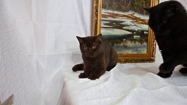 Британский короткошерстный котенок в продаже шоколадный мальчик +79153752414 москва смотреть онлайн
