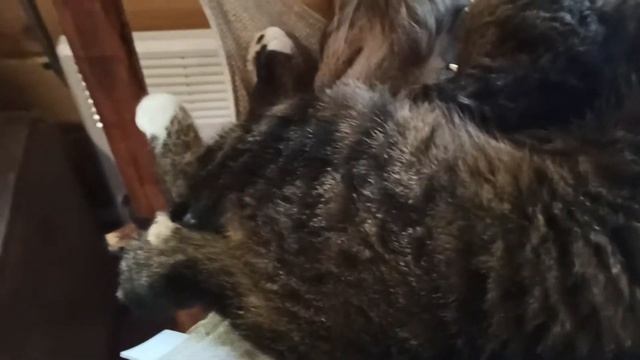 Котодом «ЭтноКот» в ЭТНОМИРЕ... Кошачий Рай смотреть онлайн