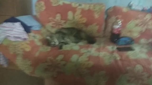 Кошара бесится