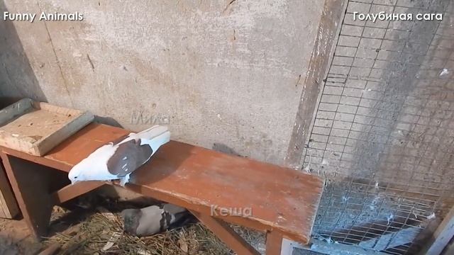 ГОЛУБИНАЯ САГА (ЖИВОТНЫЕ ДРУЗЕЙ КАНАЛА) смотреть онлайн