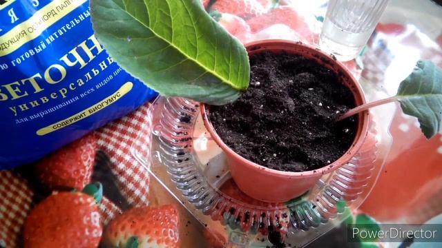 #Глоксиния /как посадить листочки Глокинии/ как я сажаю семена Глоксинии розовая/ смотреть онлайн