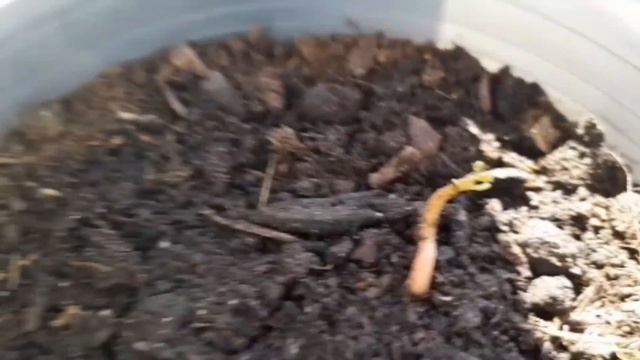 у нас проросло манго 🥭, скорее заходи и смотри как растёт екзаьическое,растение манго 🥭 😉 смотреть онлайн