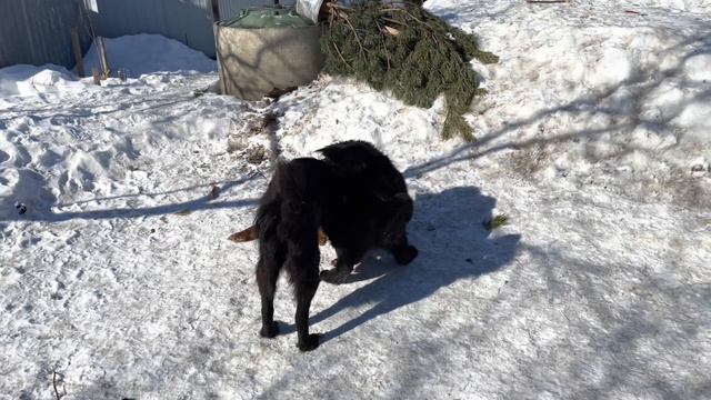 Монгол Банхар щенок смотреть онлайн