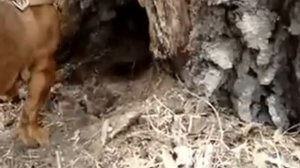 Такса охотится на мышей)