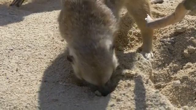 Look For Animal Sounds 4K: Duck,Goat, Panda, Giraffe, Tiger, Bird, Cow. Animal Sounds