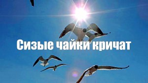Сизые чайки кричат