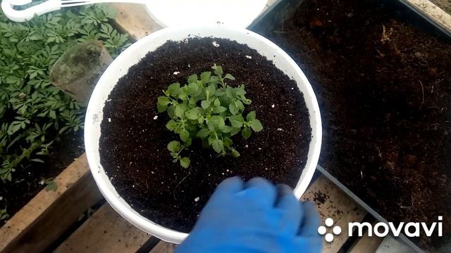 Пересадка Бакопы в кашпо.