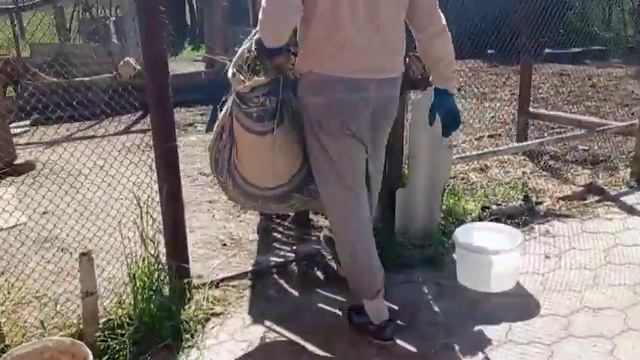 04.05.2023 г. Кормим козлят. Раздача сена и воды перед дойкой. Кормление козлов. смотреть онлайн