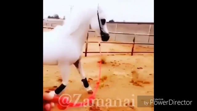 Самый красивая лошадь в мире смотреть онлайн
