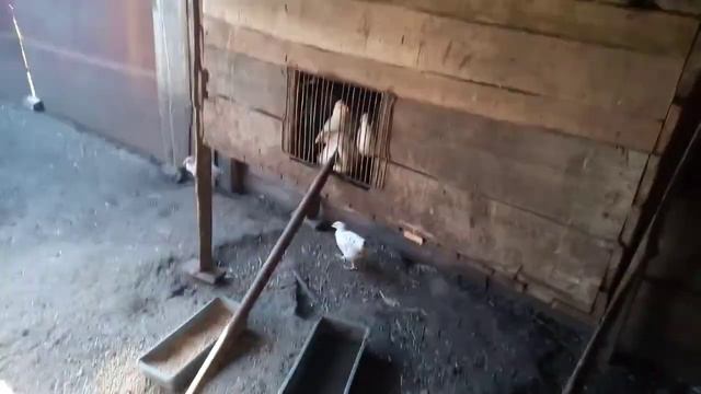 Крольчата подрасли//квочка села на яйца смотреть онлайн