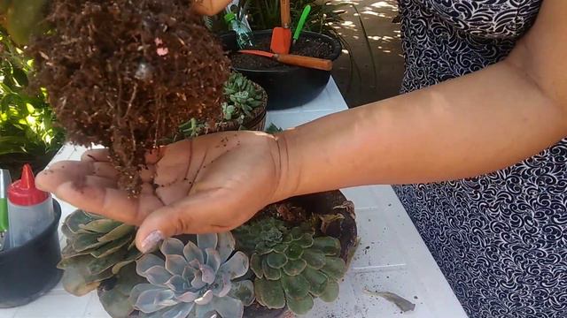#arranjos #replantes#cuidados#cochonilhas #nematóides.... смотреть онлайн