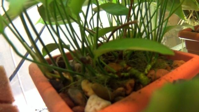 Анубиас Аурикулата / Anubias sp “Auriculata” смотреть онлайн
