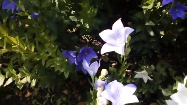 Платикодоны или ширококолокольчик или Японский колокольчик. #август2020 смотреть онлайн