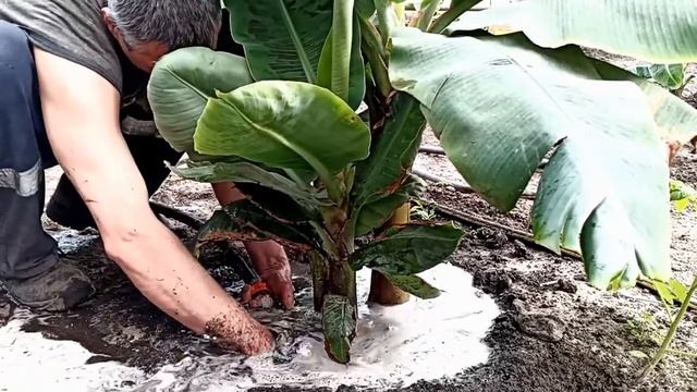 Второй способ рассаживание бананов смотреть онлайн