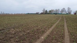 Разбрасывание селитры аммиачной для первой подкормки чеснока.