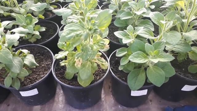 На петунии ВИРУС  или НЕ вирус? Вот в чем вопрос☝️!