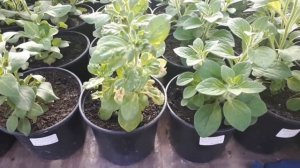 На петунии ВИРУС  или НЕ вирус? Вот в чем вопрос☝️!