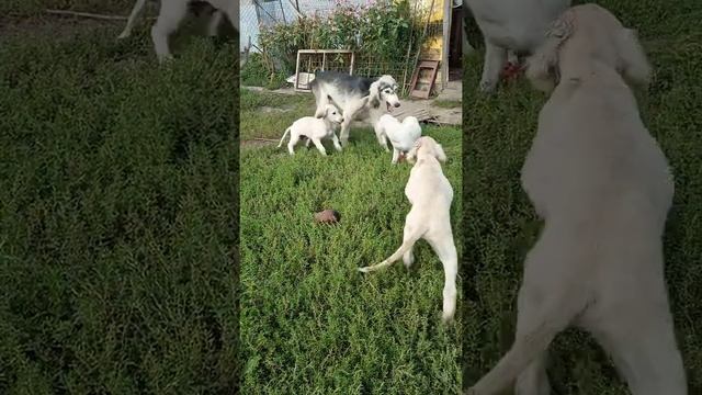 Тазы щенки и кобель салюки смотреть онлайн