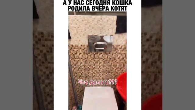 Вчера кошка родила котят😯