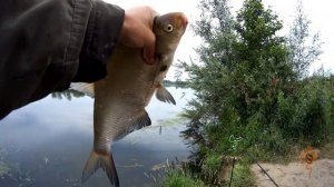 Июньский лещ на фидер, нижняя Москва-река.