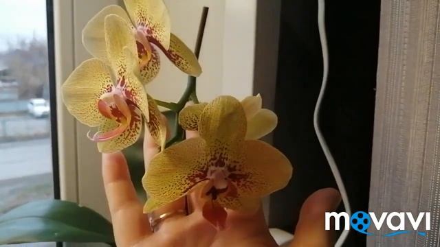 ОБЗОР С ОРХИДЕЙНЫХ ПОЛЕЙ//НЕ ВСЕ ГЛАДКО//НО ЦВЕТЕМ//????17.11.23 смотреть онлайн