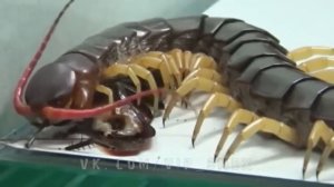 Гигантская сколопендра против таракана