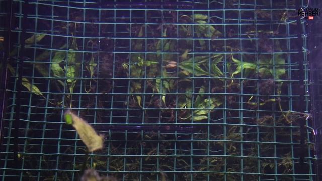 45 Litrelik Kribensis Akvaryumu (Pelvicachromis pulcher) смотреть онлайн