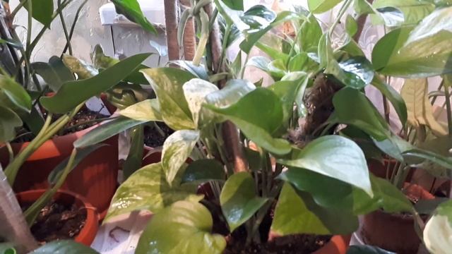 Комнатные растения. Январь. Эпипремнум Марбл Квин /EPIPREMNUM MARBLE QUEEN смотреть онлайн