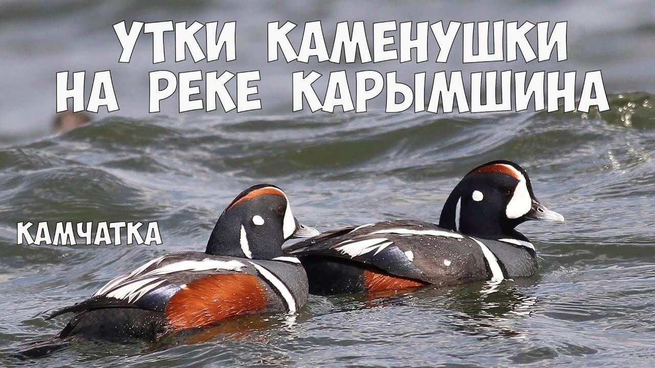 Камчатка река Карымшина утки Каменушки смотреть онлайн