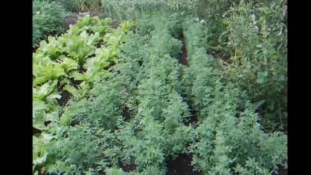 Выращивание люцерны для перепелов и возникшие проблемы смотреть онлайн