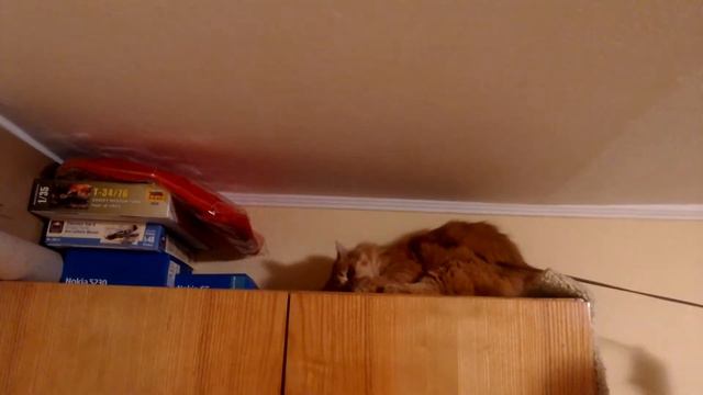 Первая примерка шлейки смотреть онлайн