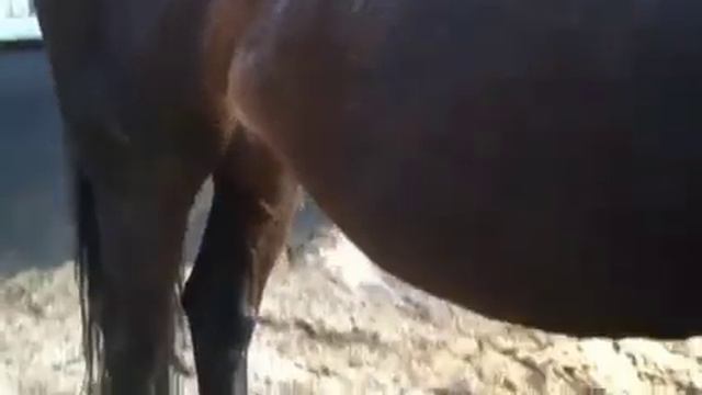 horse digesting cowgirllup85 смотреть онлайн