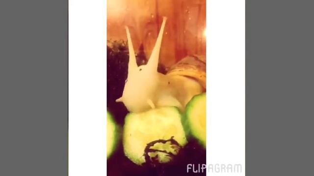 Ахатина ретикулята ( альбинос) смотреть онлайн