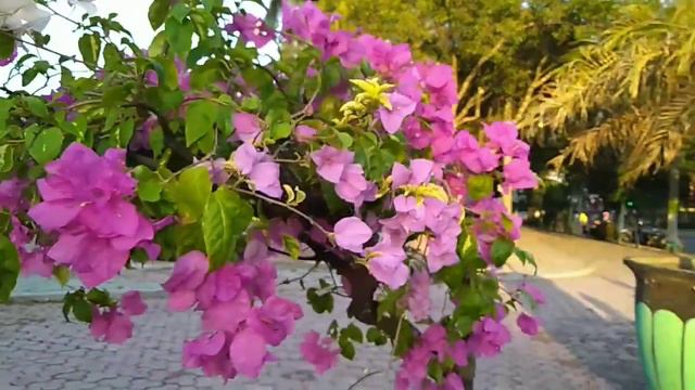 Bougenville flower plant tricolor, purple, pink and white смотреть онлайн