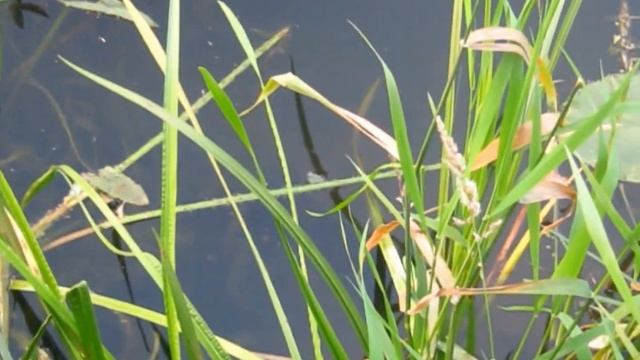 Нерест линя в реке _ лето 2014 / Tench spawning on the river _ summer 2014 смотреть онлайн