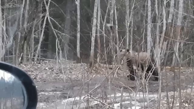 Не Стоило Ему Охотиться на Медведя… Эти Встречи с Медведями Лучше Не Смотреть Одному! смотреть онлайн