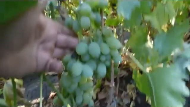 Сорт винограда Ланселот смотреть онлайн