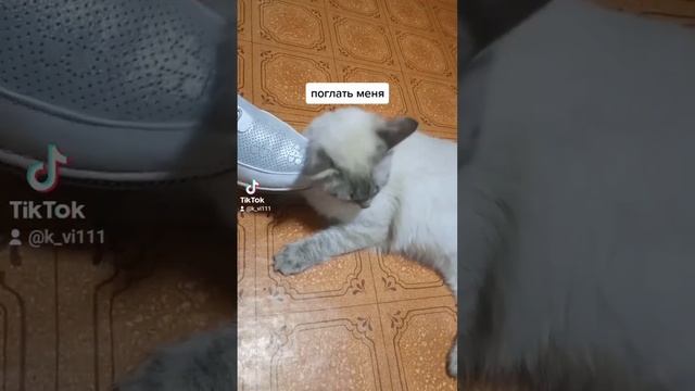 #cats #котики #животные #домашниеживотные #любимцы #пушистыйдруг #хвостатыйдруг #милота#вышивка смотреть онлайн