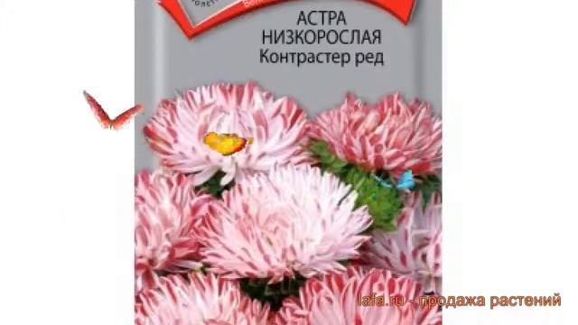 Астра низкорослая Контрастер Ред (kontraster red) ? обзор: как сажать, семена астры Контрастер Ред смотреть онлайн