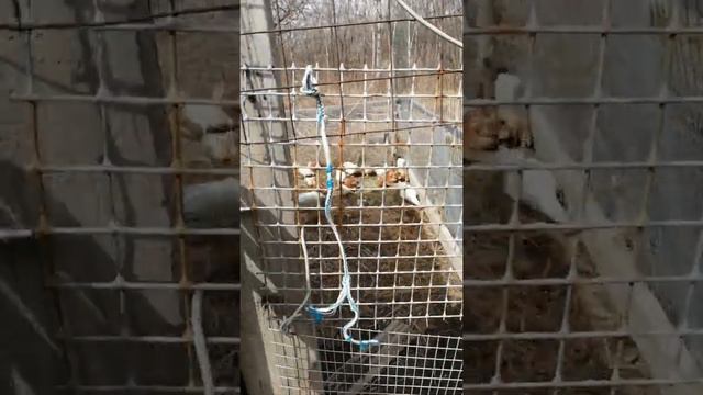 Переселил цыплят в курятник. Копал грядку под зелень смотреть онлайн