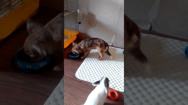 знакомство щенков #чихуахуа разного возраста смотреть онлайн