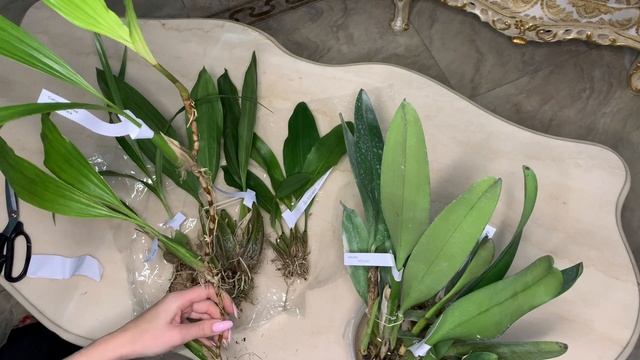 Осенние чудо ! Шикарные орхидеи из Бразилии Seidel