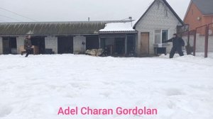 Кавказская овчарка, пространственная охрана