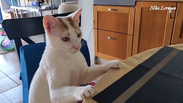 Дожили, коту семечки чищу 🤦