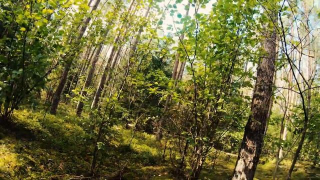Охота за грибами в лесах Литвы. смотреть онлайн