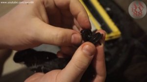 Робот пылесос ILIFE Не работает Что делать ? Один из вариантов неисправности