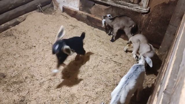 Как едят маленькие козлята. С козами надо быть построже. смотреть онлайн