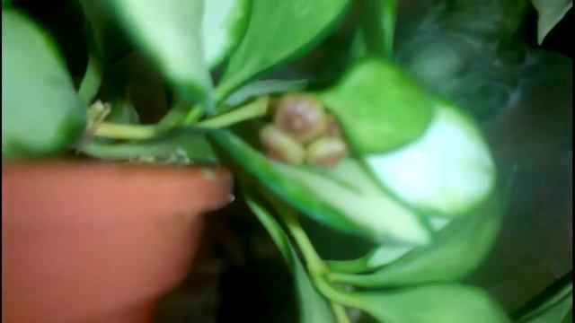 Назревает или ...хойя Heuschkeliana variegated. Комнатное цветоводство смотреть онлайн
